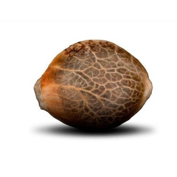 Семена конопли Auto Green Crack Feminised Gold