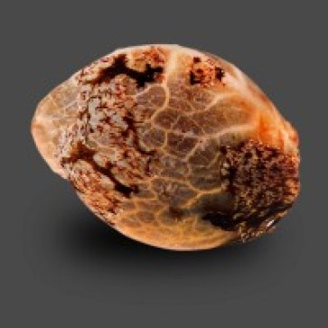 Auto Kush Feminised Gold - Photo №2