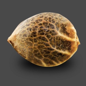 Семена конопли Auto White Dwarf Feminised Gold