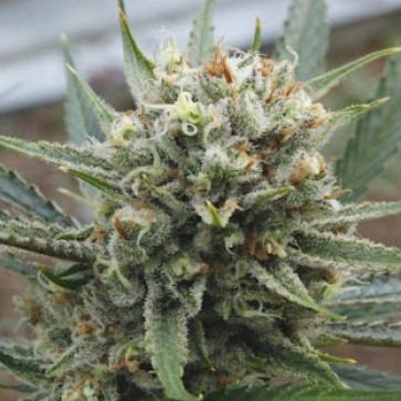 Семена конопли Super Lime Haze Feminised Gold