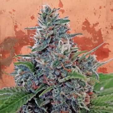 Семена конопли Auto Blue Amnesia Feminised Silver