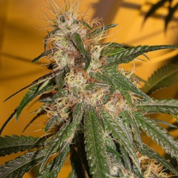 Auto Chocolope Feminised Silver - Photo №3