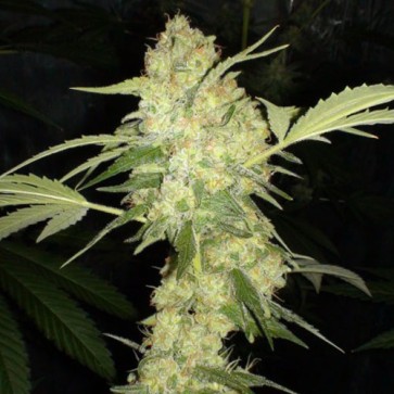 Auto Chocolope Feminised Silver - Photo №4