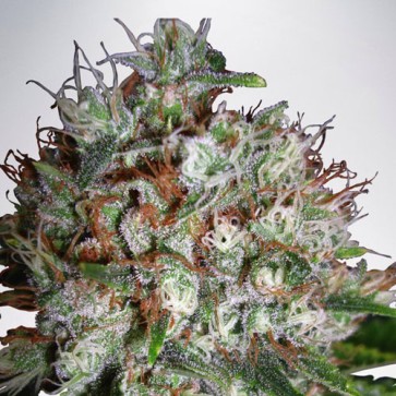 Семена конопли Auto Big Bud XXL Feminised Silver