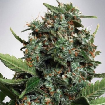 Семена конопли Auto Big Bud XXL Feminised Silver
