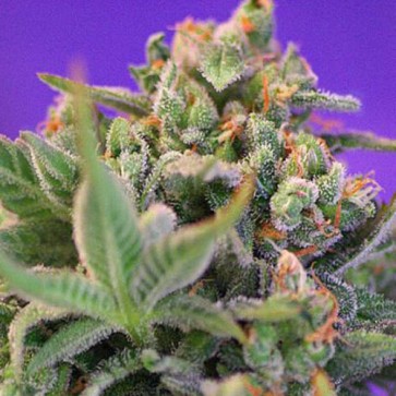 Насіння конопель Auto Cream Mandarine XL Feminised Silver