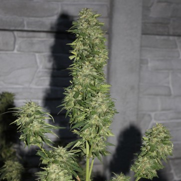 Семена конопли AK-47 Feminised Silver