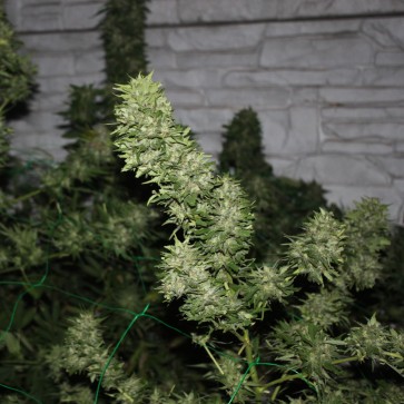 Семена конопли AK-47 Feminised Silver