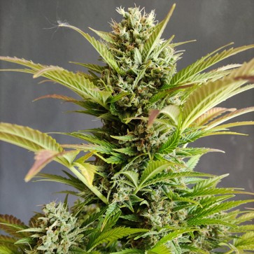 Auto Amnesia Haze XXL Feminised Silver