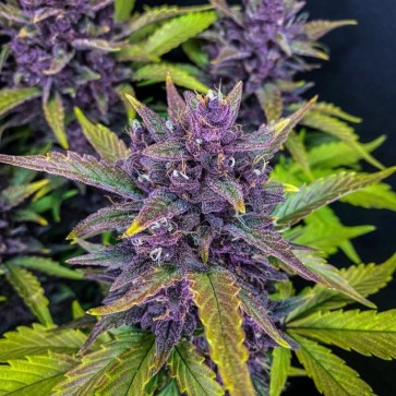 Насіння конопель Blackberry Silver