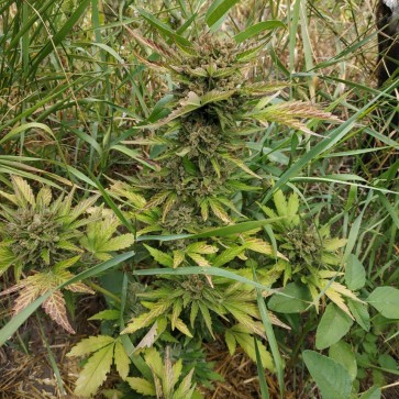 Насіння конопель Auto Bloody Skunk Feminised Silver