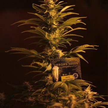 Семена конопли Auto Dreamberry Feminised Silver