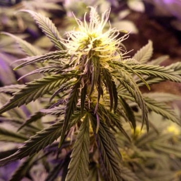 Семена конопли Auto Dreamberry Feminised Silver