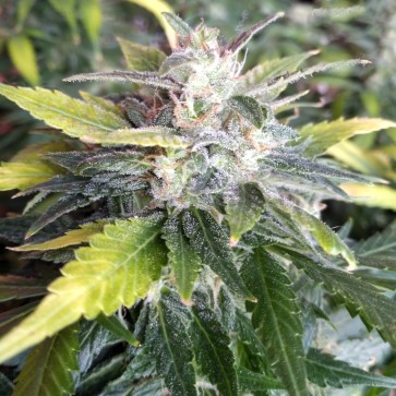 Семена конопли Auto Dreamberry Feminised Silver