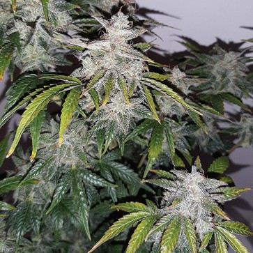 Auto Glue Gelato Feminised Silver