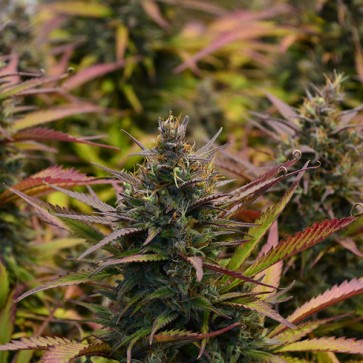 Auto Gorilla Strawberry Feminised Silver