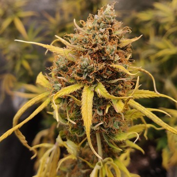 Auto Lemon Pie Feminised Silver