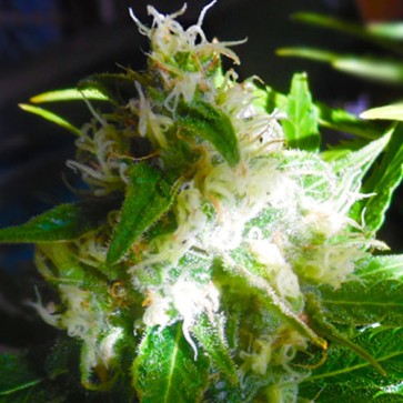 Семена конопли Auto MIX Feminised Silver