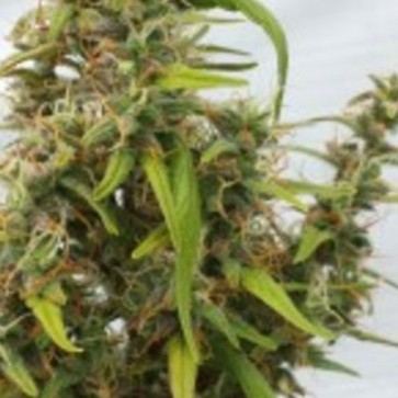 Семена конопли Auto MIX Feminised Silver