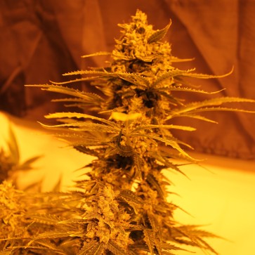 Семена конопли Auto Power Plant Silver