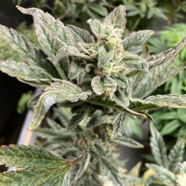 Насіння конопель Auto Purple Feminised Silver