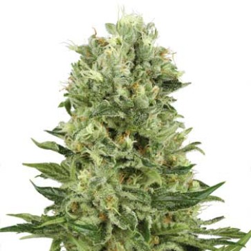 Насіння конопель Auto Skunk#1 Silver