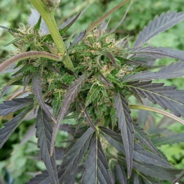 Семена конопли Auto Super Skunk Feminised Silver