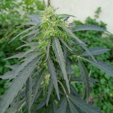 Семена конопли Auto Super Skunk Feminised Silver