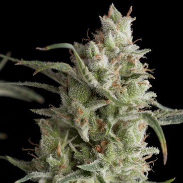 Семена конопли Auto OG Kush Feminised Silver
