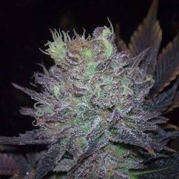 Семена конопли Blue Widow Feminised Silver