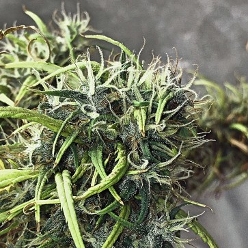 Насіння конопель Bubblelicious Feminised Silver