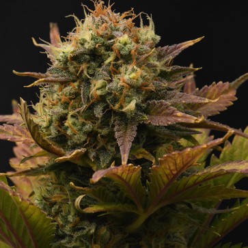 Errors Seeds Silver Auto Feminised Auto Jet Fuel Mandarine XL Feminised Silver