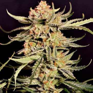 Auto Strawberry Banana Gelato XL Feminised Silver