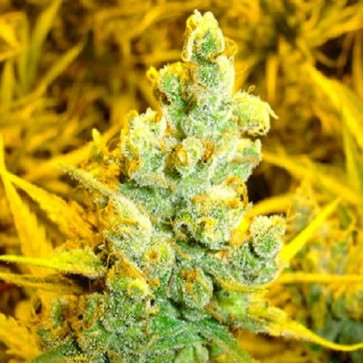 Насіння конопель 1024 Feminised Silver