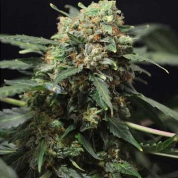 Насіння конопель Auto Giant Devil Feminised Silver