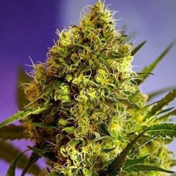 Насіння конопель Auto Giant Devil Feminised Silver