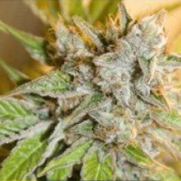 Насіння конопель Auto Giant Devil Feminised Silver