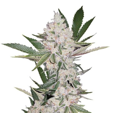 Семена конопли Auto Chemdawg Feminised Silver