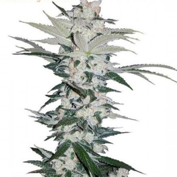 Семена конопли Auto Chemdawg Feminised Silver