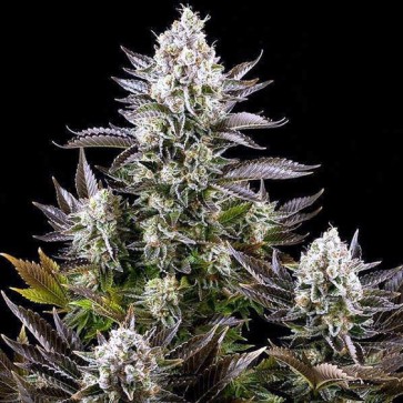 Семена конопли CBD White Widow Feminised Silver