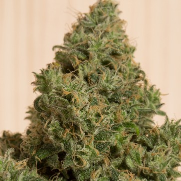 Насіння конопель CBD Green Crack Feminised