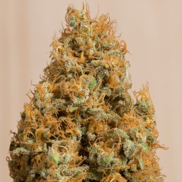 Насіння конопель CBD Green Crack Feminised