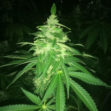 Семена конопли K-Train Feminised Silver