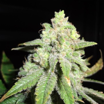 Семена конопли White Widow Silver