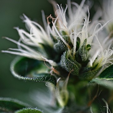 Семена конопли Sage`N`Sour Feminised Silver