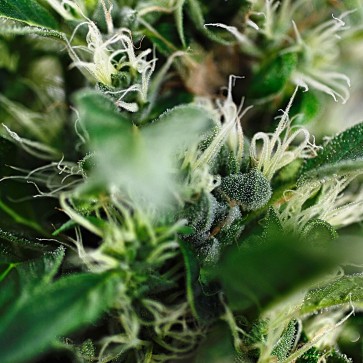 Семена конопли Sage`N`Sour Feminised Silver