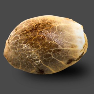 Семена конопли Auto Sour Diesel Haze Feminised Silver