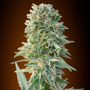 Семена конопли Auto Jack Herer Feminised Silver