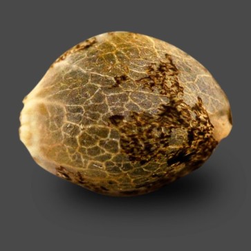 Семена конопли CBD White Widow Feminised Silver