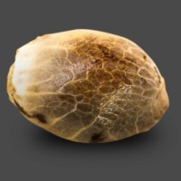 Семена конопли Gigant Devil Feminised Silver